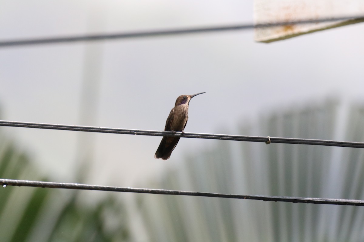 kolibřík fialovouchý - ML37281811