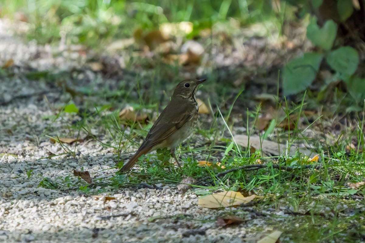 Hermit Thrush - ML372818471