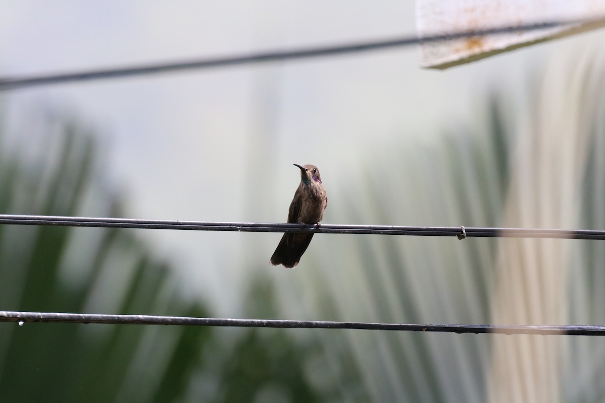 Colibrí Pardo - ML37281911