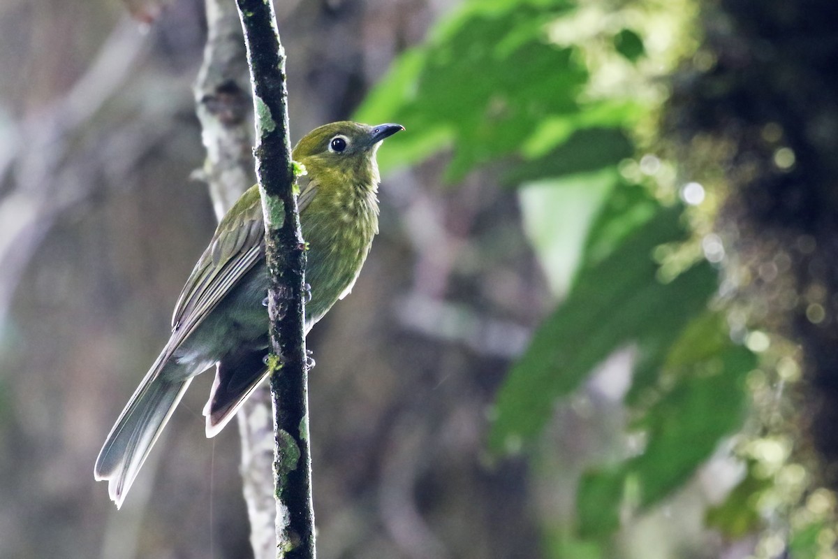 Gray-tailed Piha - Andrew Spencer