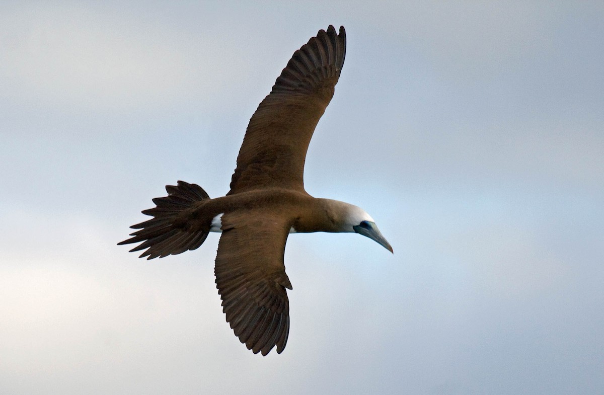 Brown Booby - ML37282141