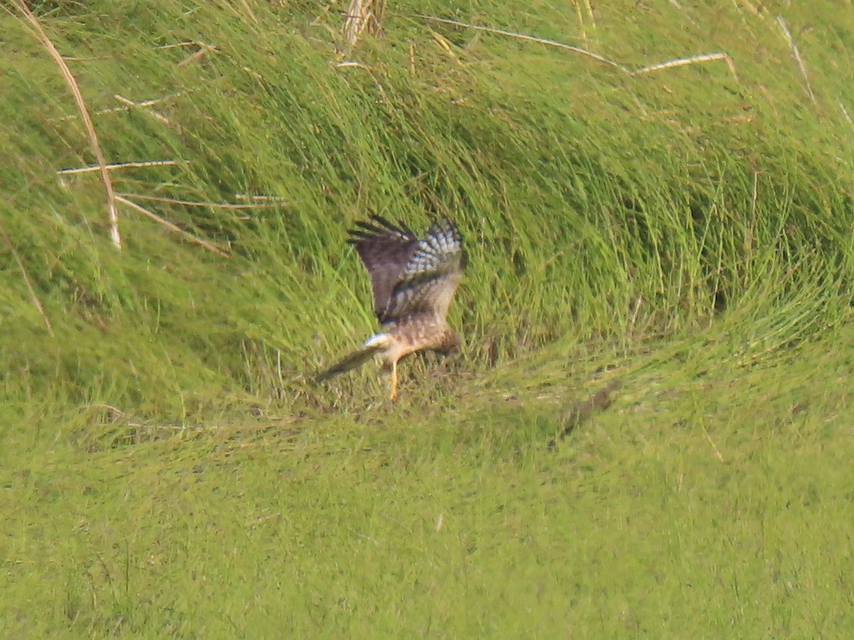 Northern Harrier - ML372822621