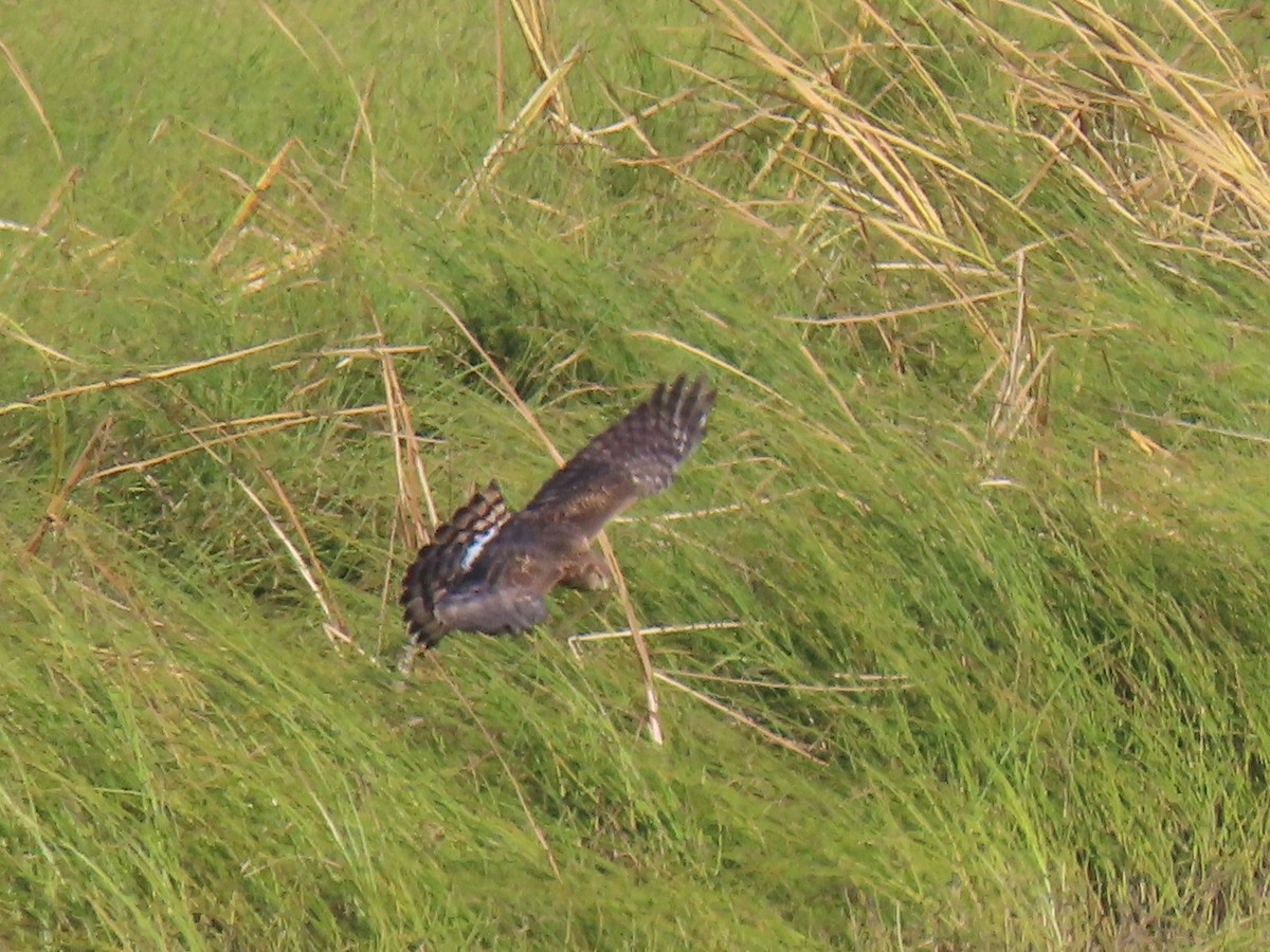 Northern Harrier - ML372822701