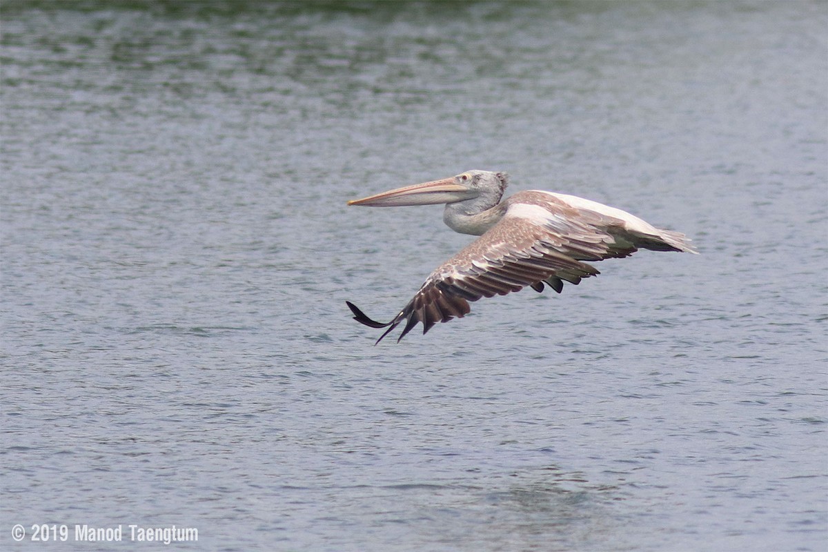 Spot-billed Pelican - Manod Taengtum