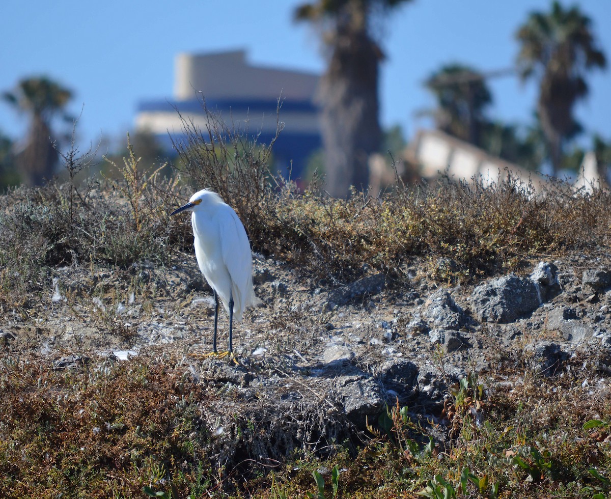 Snowy Egret - ML37282341