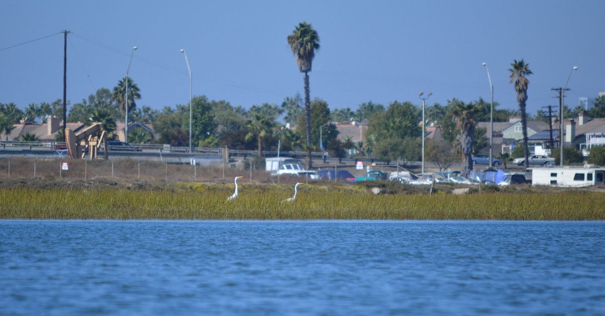 Great Egret - ML37282411