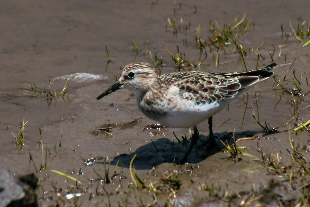 Baird's Sandpiper - ML372825661