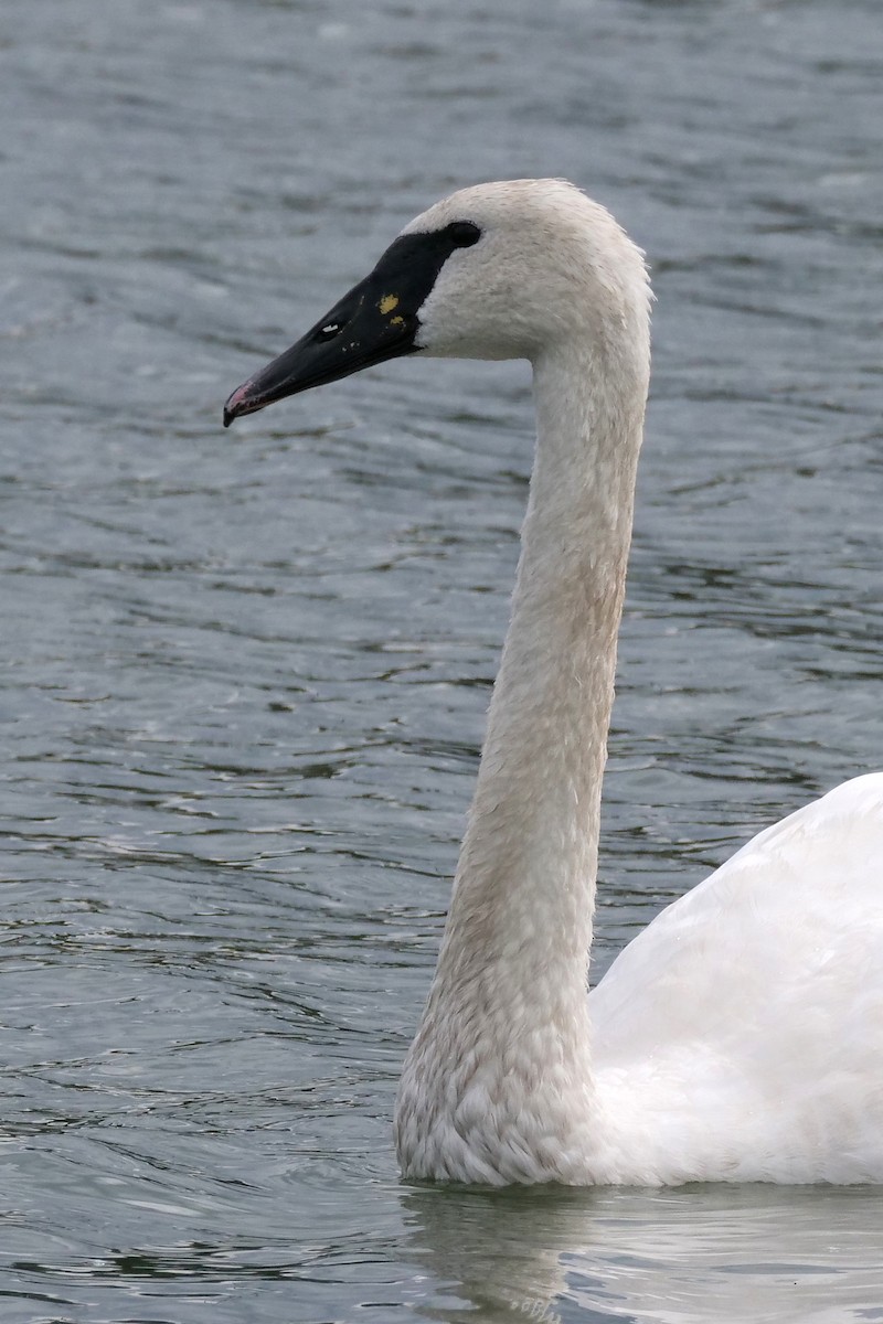 Mute x Trumpeter Swan (hybrid) - Mark Wynja