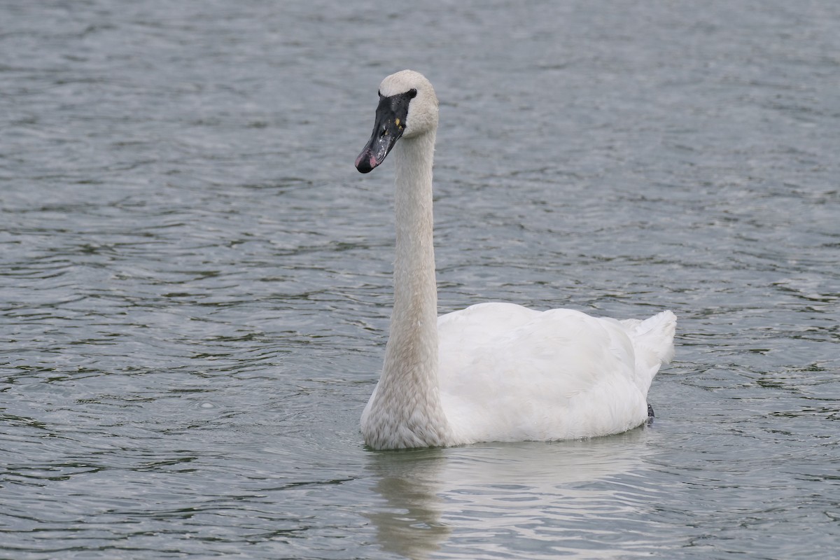 Mute x Trumpeter Swan (hybrid) - Mark Wynja
