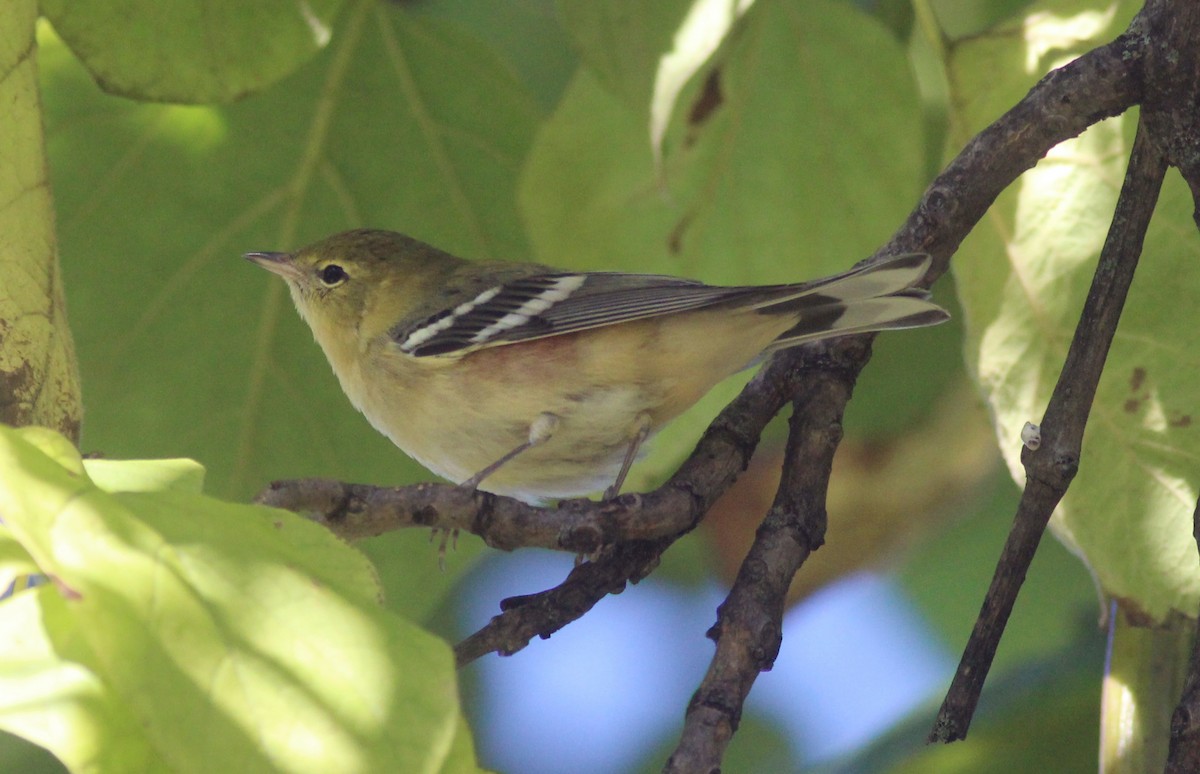 Bay-breasted Warbler - Tom Smith