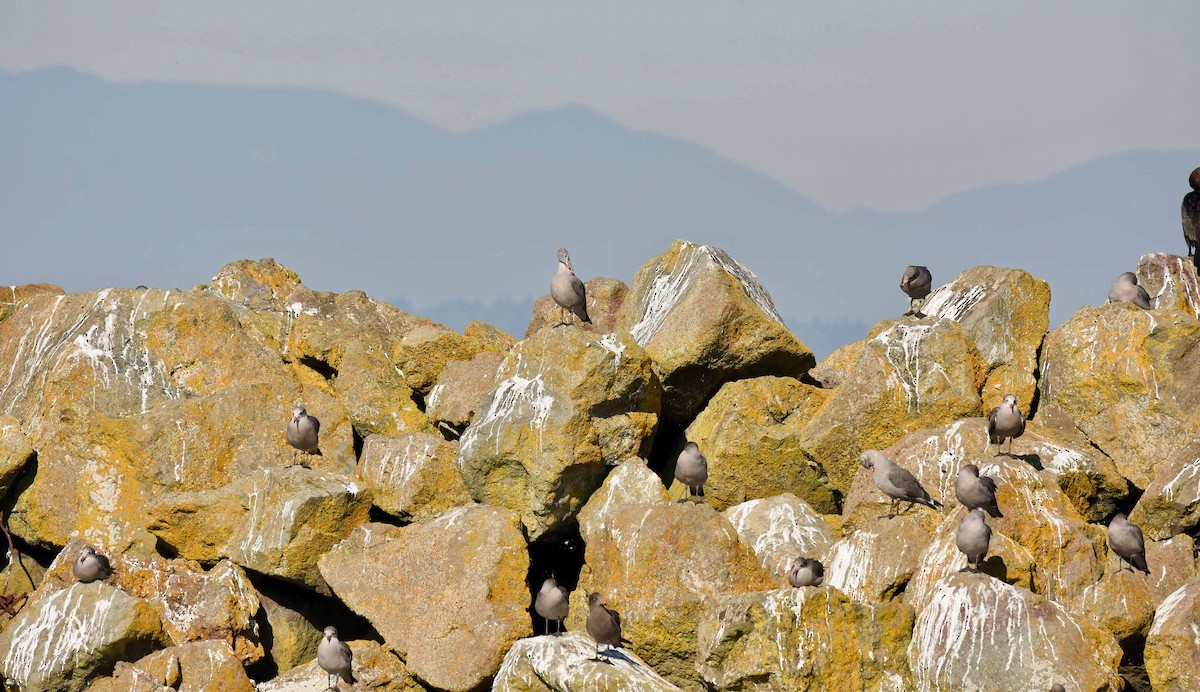 Heermann's Gull - ML372829471