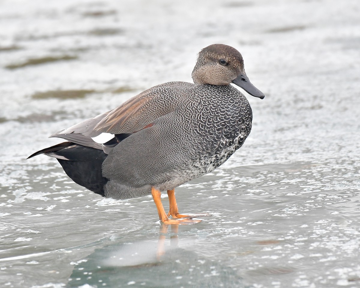 Canard chipeau - ML372829521