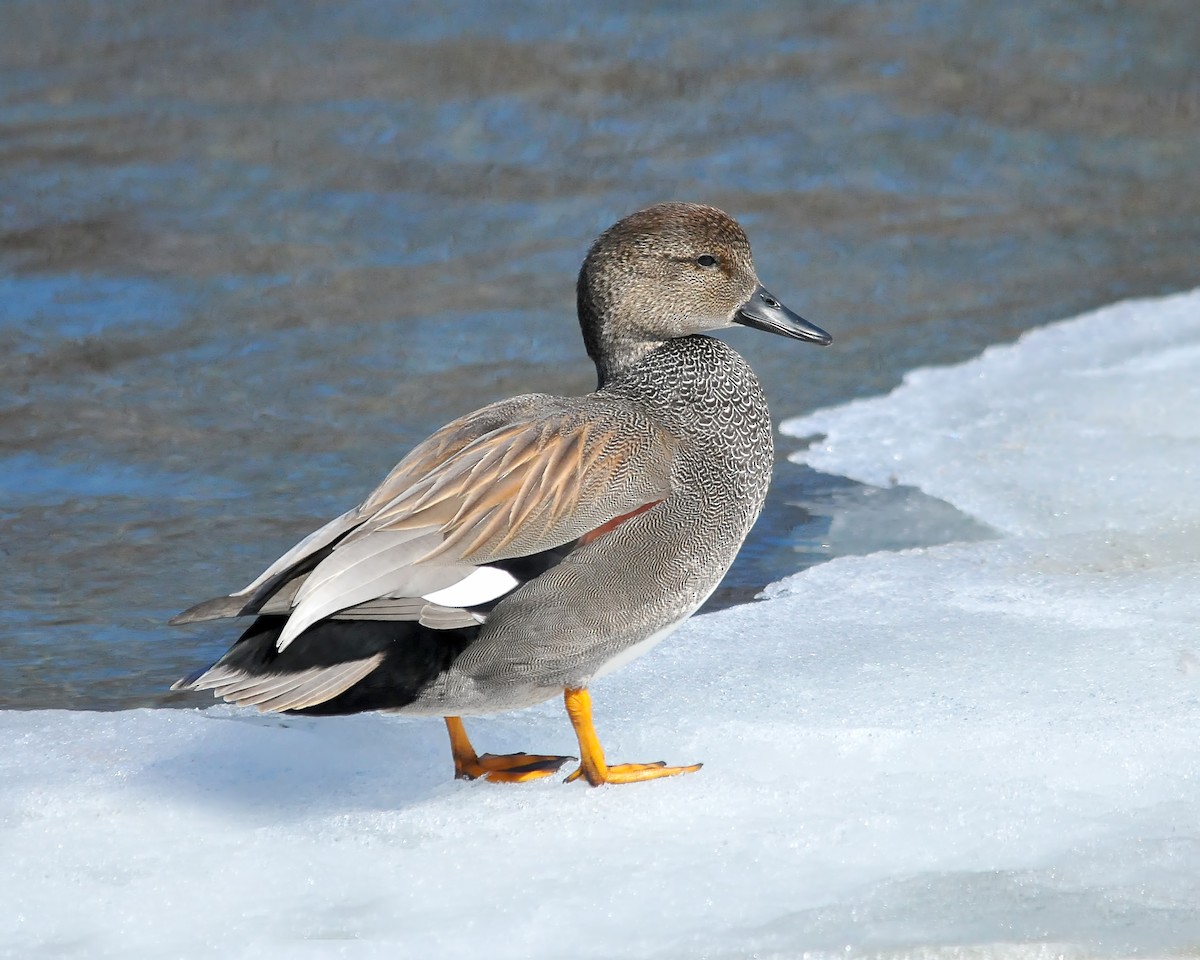 Canard chipeau - ML372829571