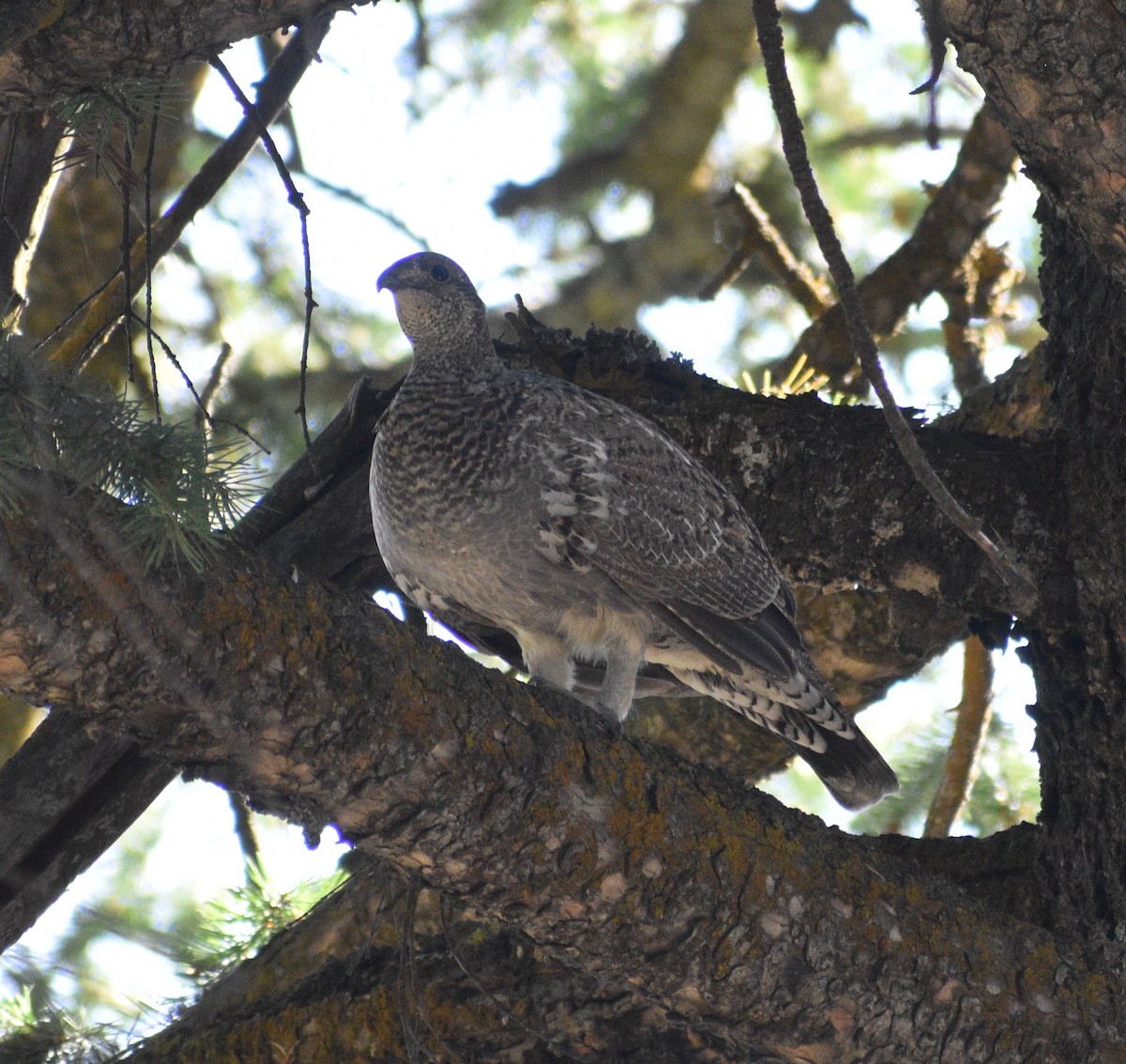 Dusky Grouse - Peter Olsoy