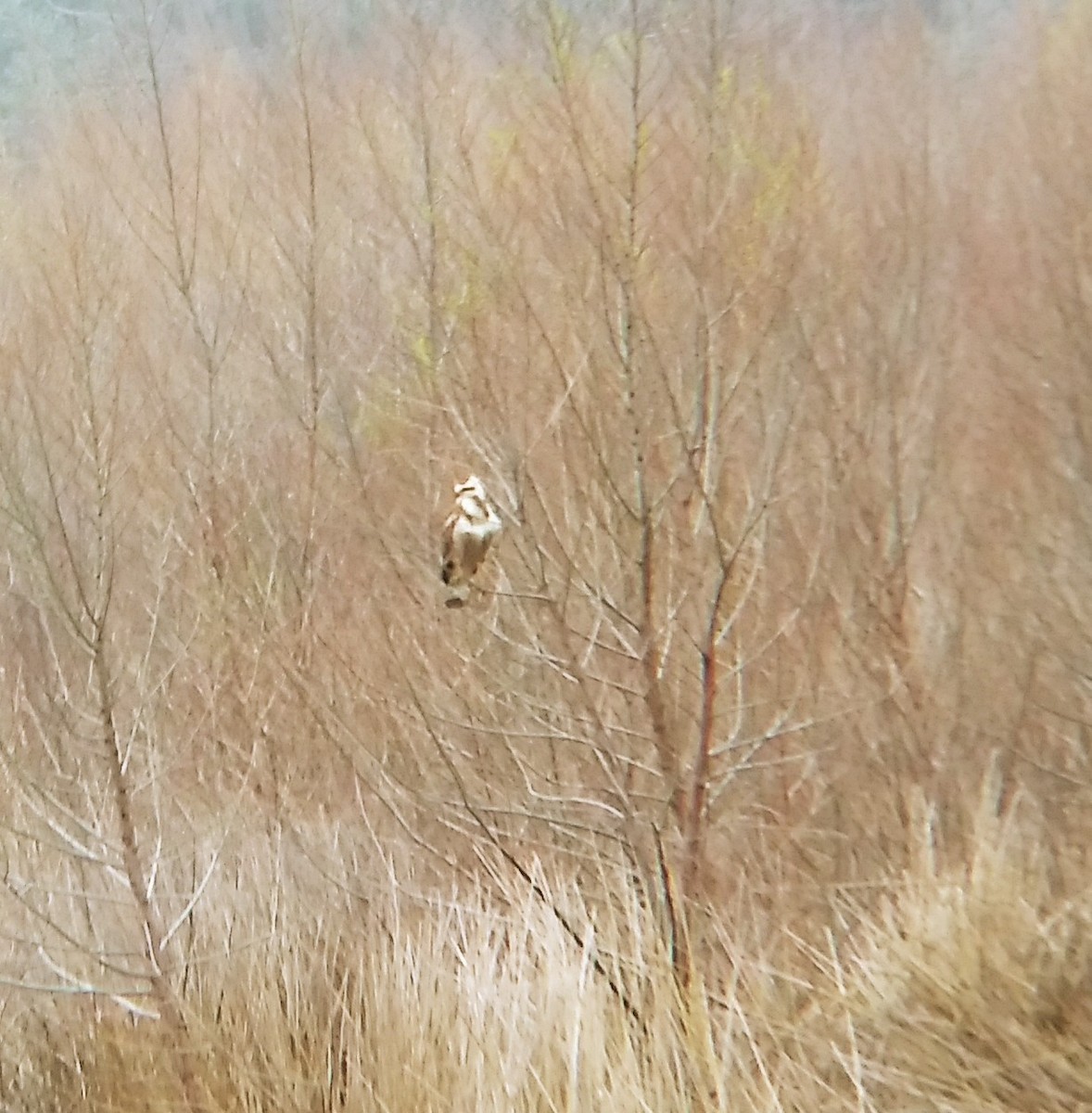 Savanna Hawk - ML372830661