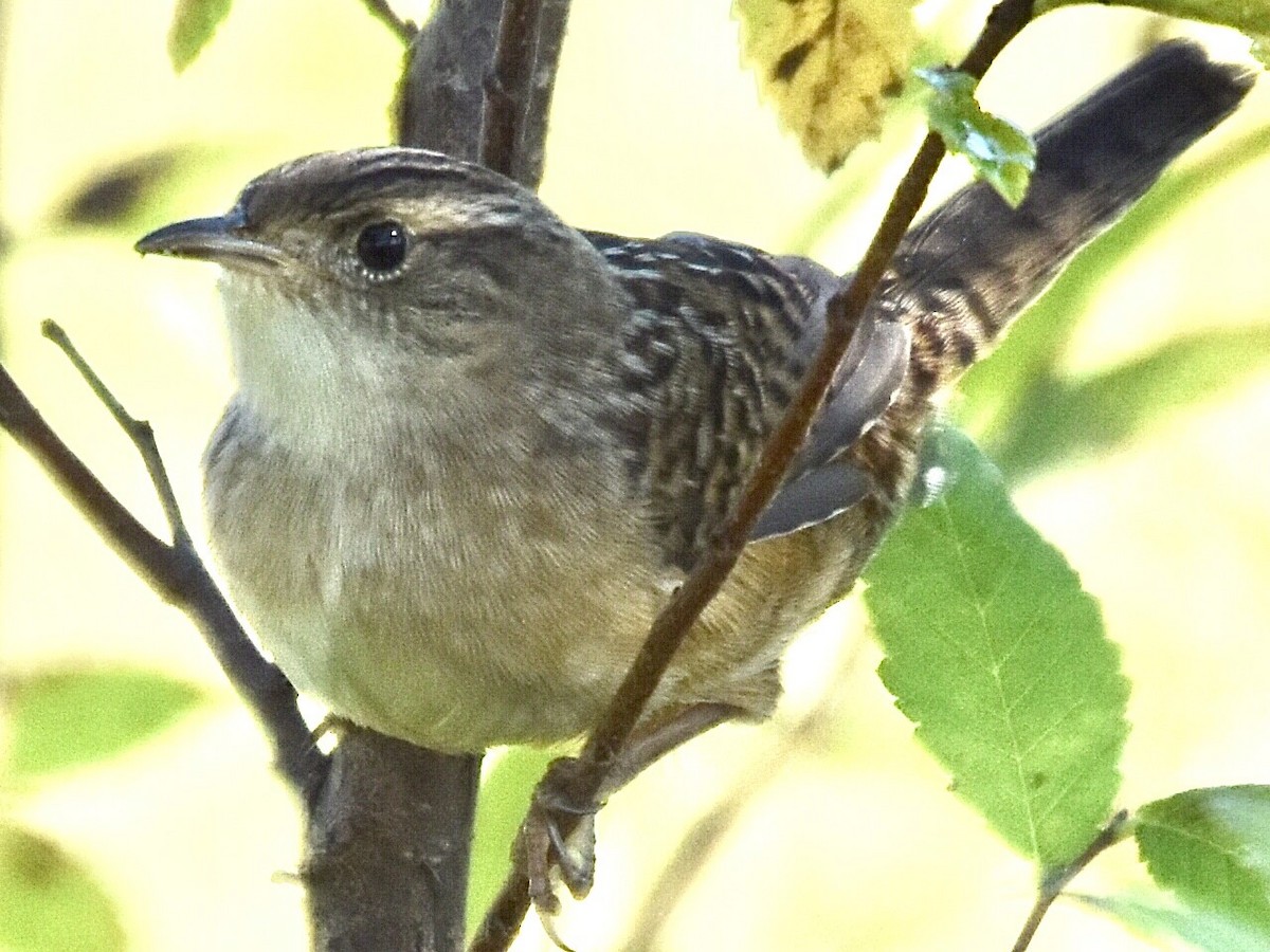 Sedge Wren - ML372830721