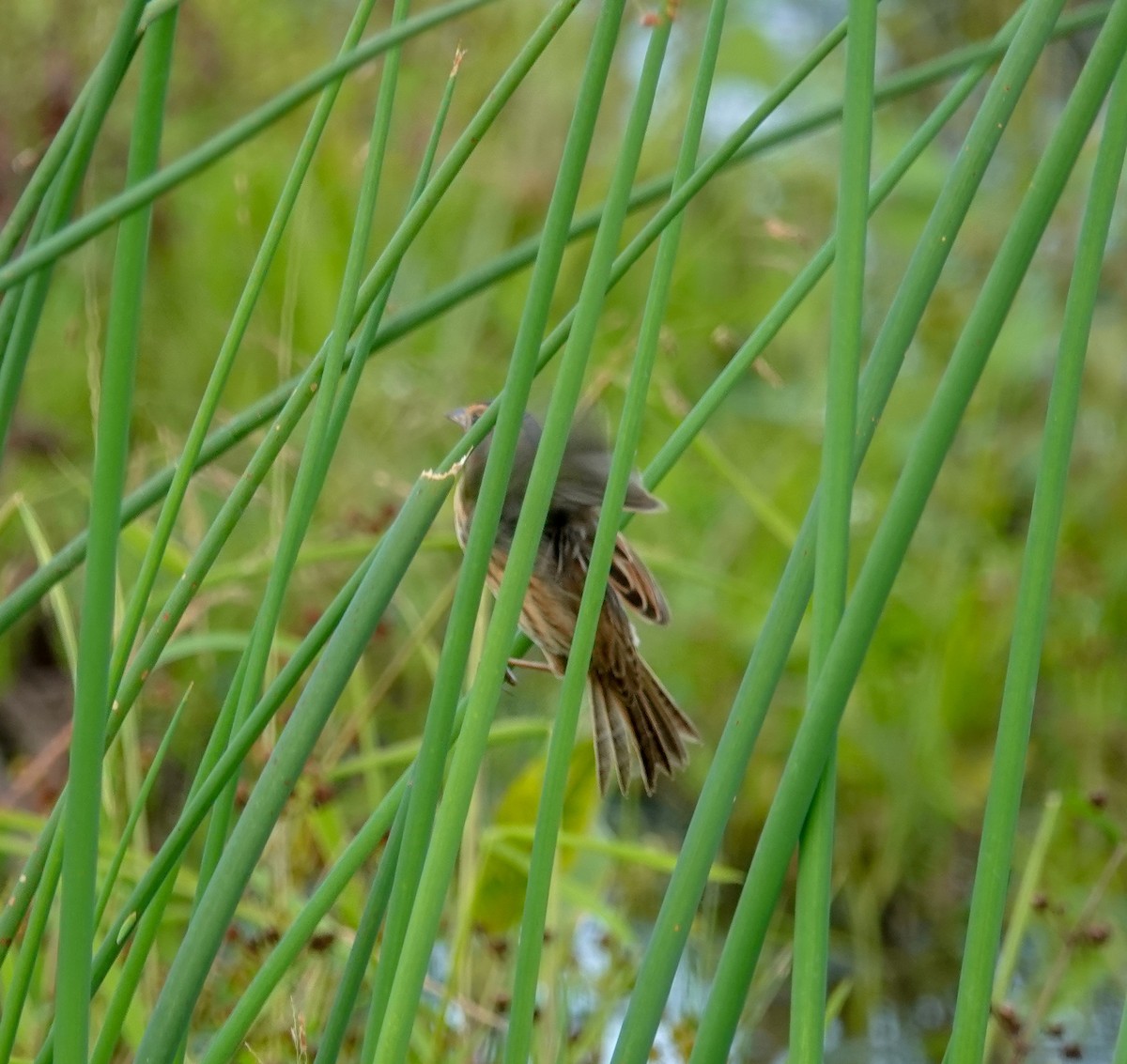 Nelson's Sparrow - ML372832191