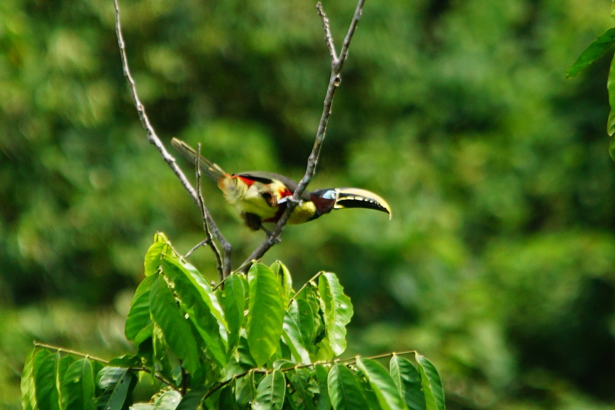 Chestnut-eared Aracari - ML372832271