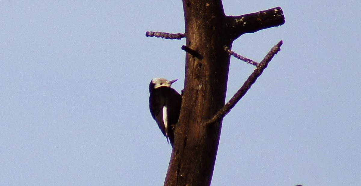 White-headed Woodpecker - ML372832321