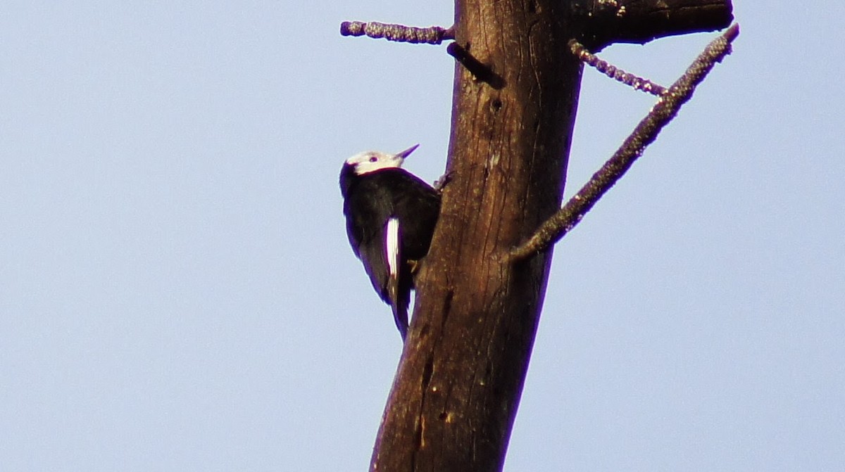 White-headed Woodpecker - ML372832331