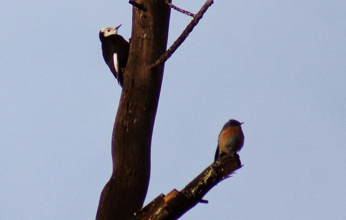 White-headed Woodpecker - ML372832341