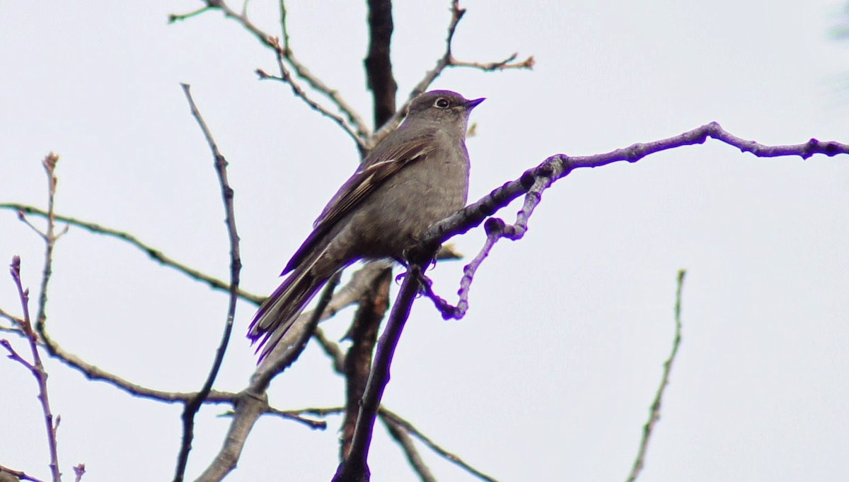 Townsend's Solitaire - ML372832461