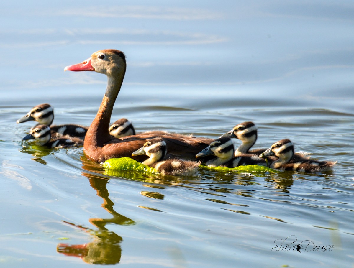 Black-bellied Whistling-Duck - ML372832681