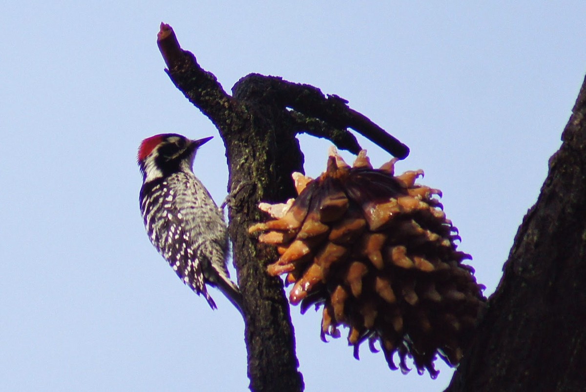 Nuttall's Woodpecker - ML372833041