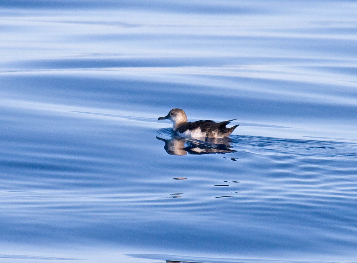 Black-vented Shearwater - Greg Gillson