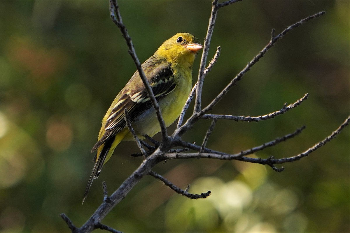 Western Tanager - Annette Teng