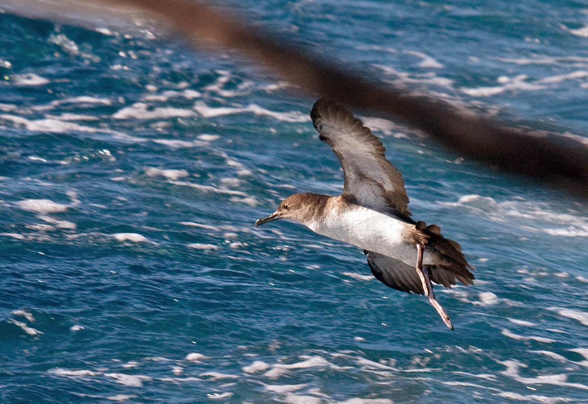 Black-vented Shearwater - Greg Gillson