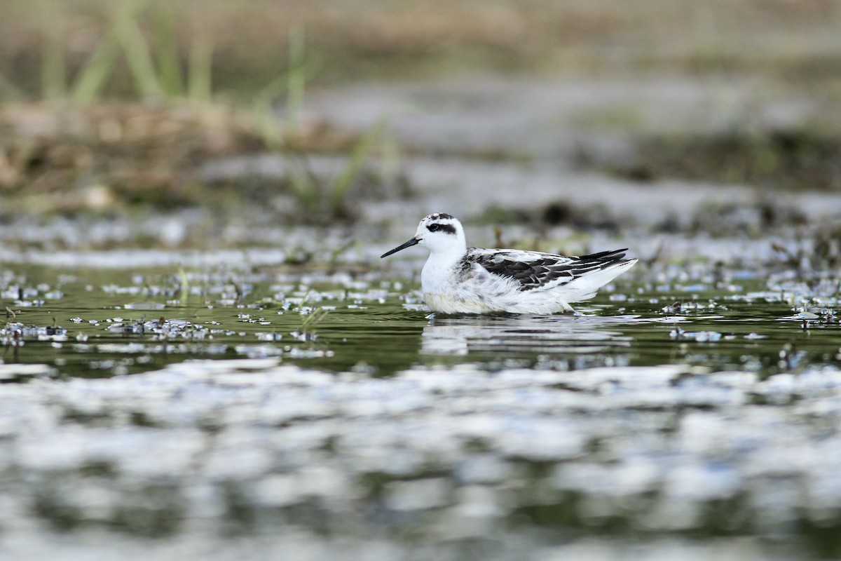 svømmesnipe - ML372834281