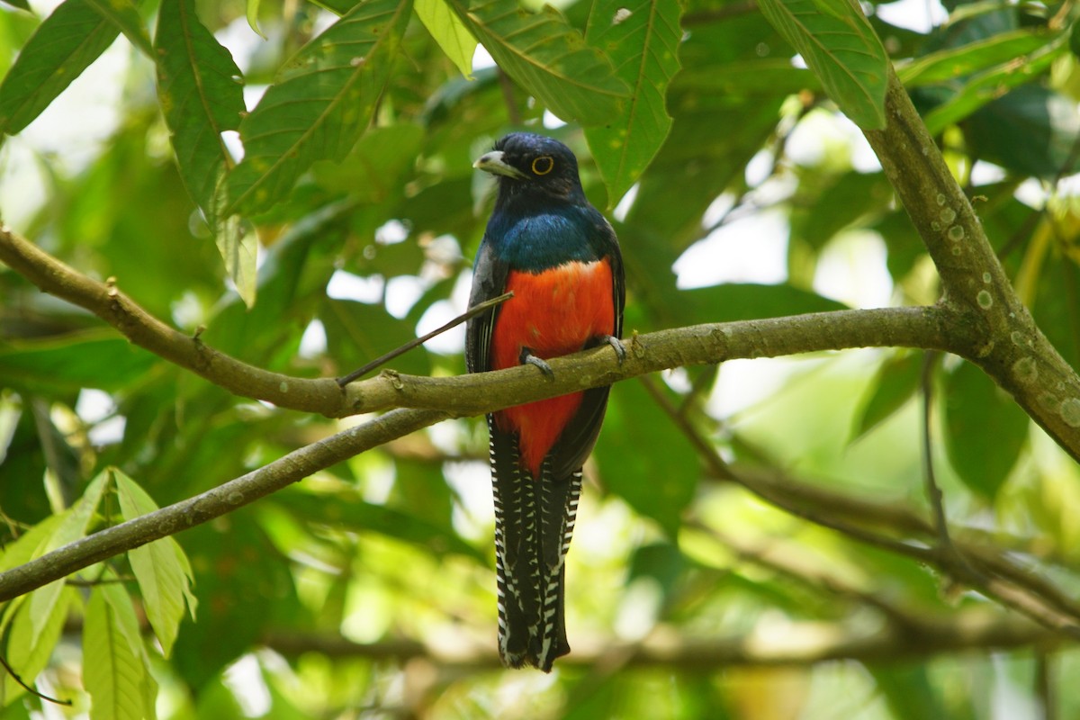 Blue-crowned Trogon - ML372835091