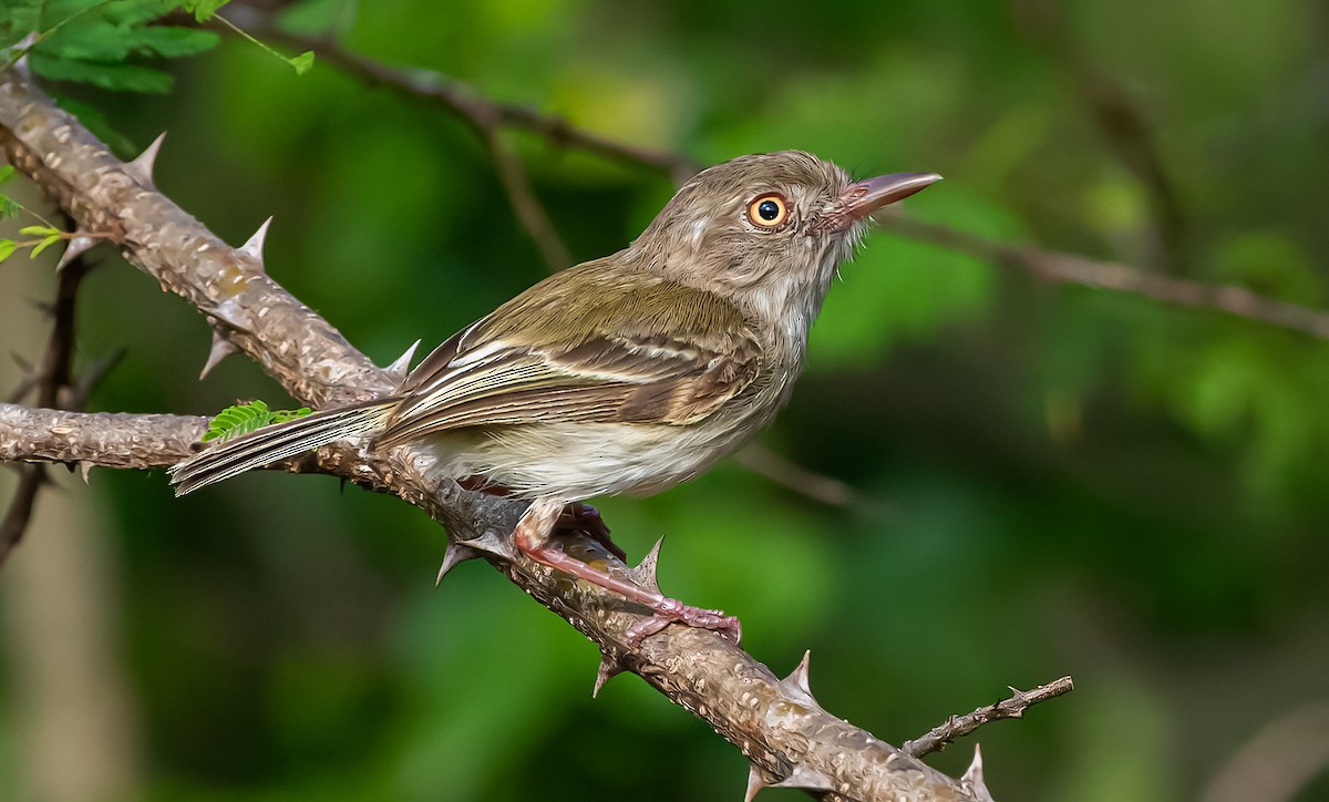 Pearly-vented Tody-Tyrant - ML372835241