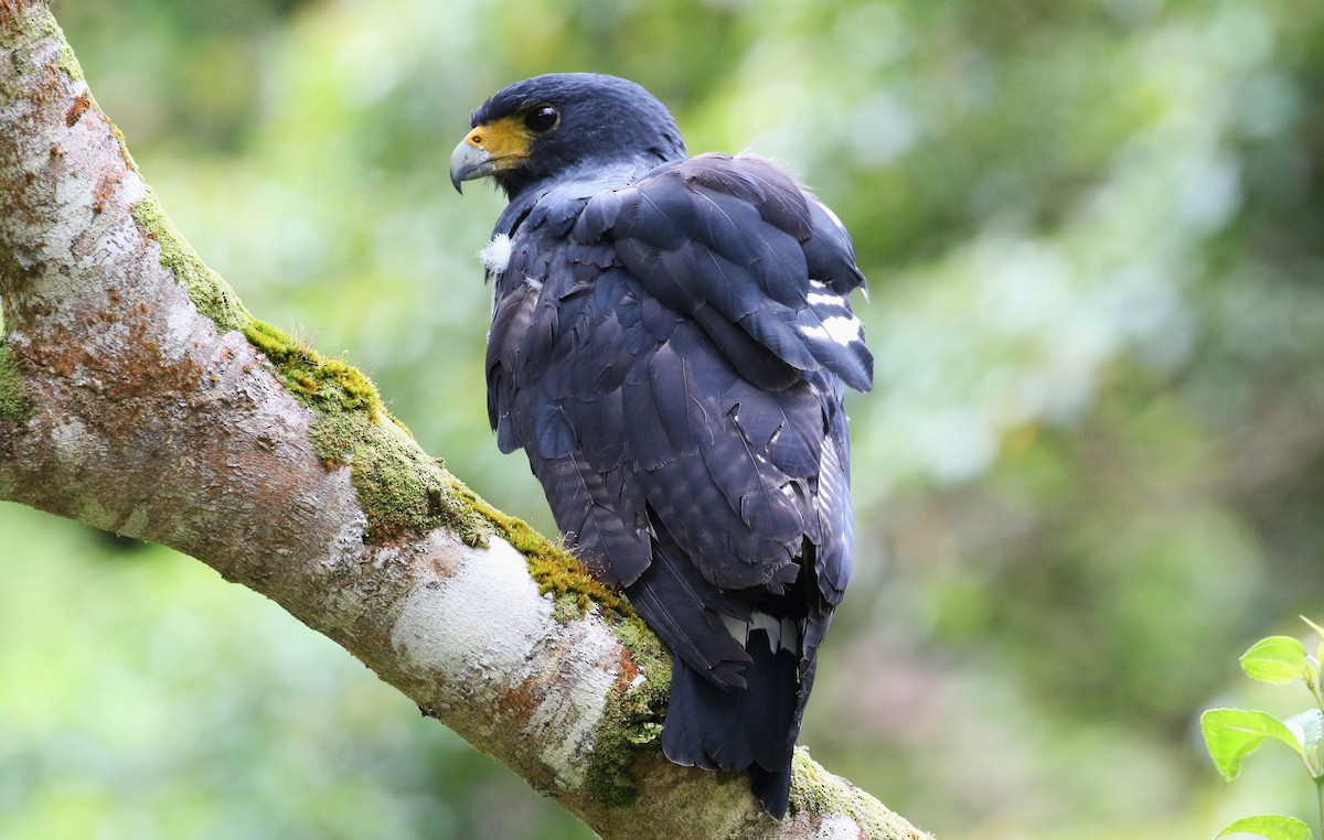 Barred Hawk - ML372835741