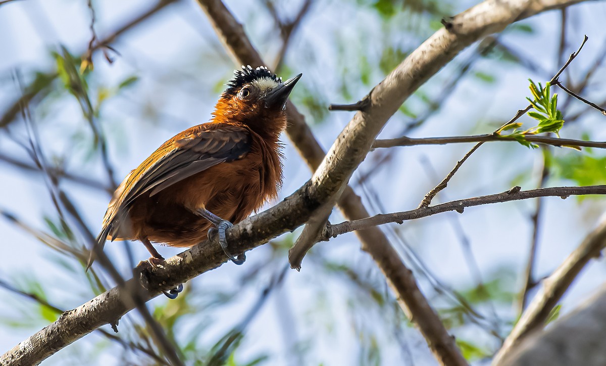 Chestnut Piculet - David Monroy Rengifo