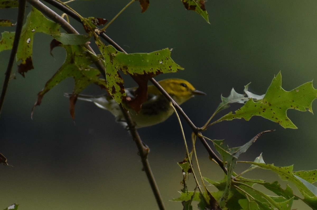 Black-throated Green Warbler - ML372836921