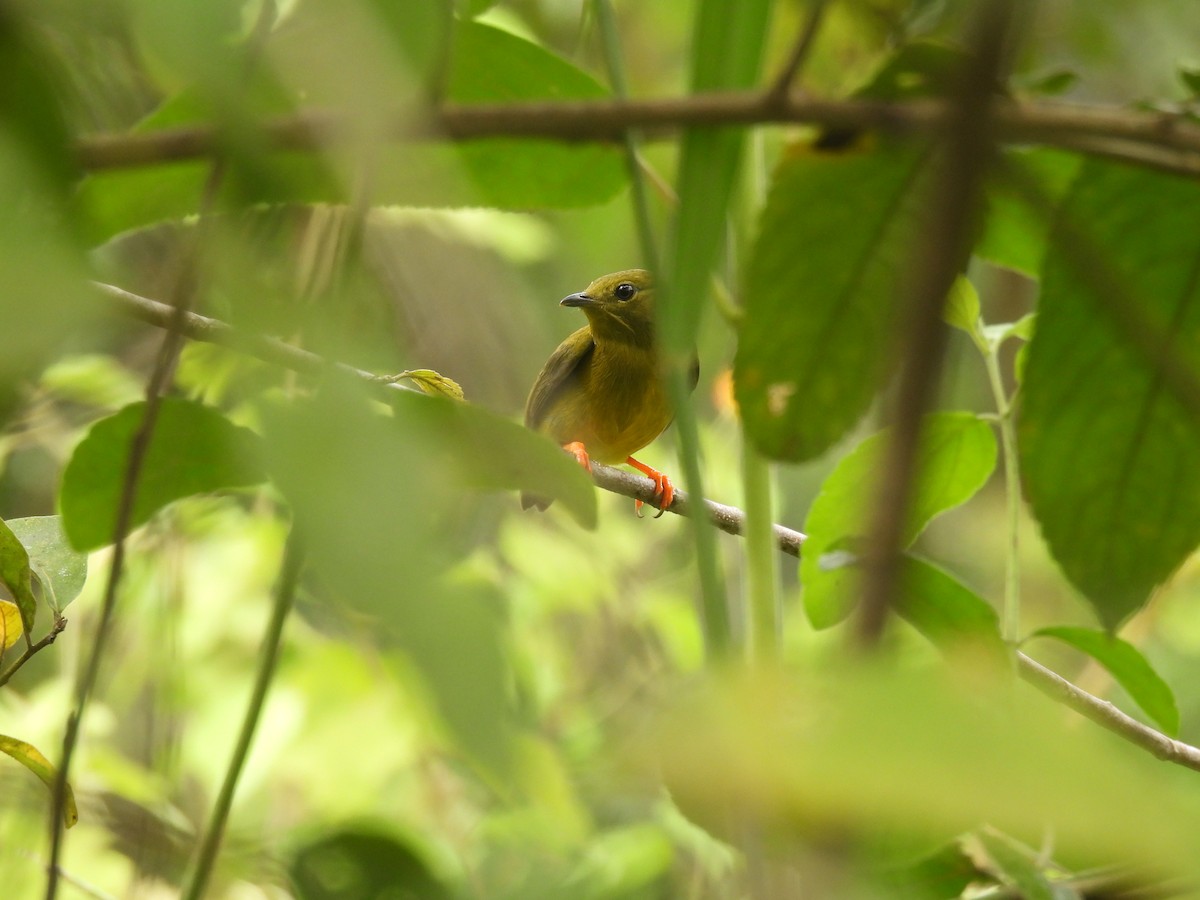 Lance-tailed Manakin - ML372837431