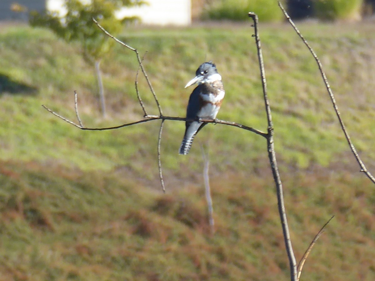 Belted Kingfisher - ML372839331