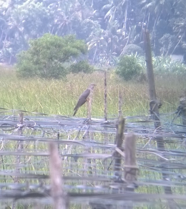 Common Cuckoo - GOVIND GIRIJA