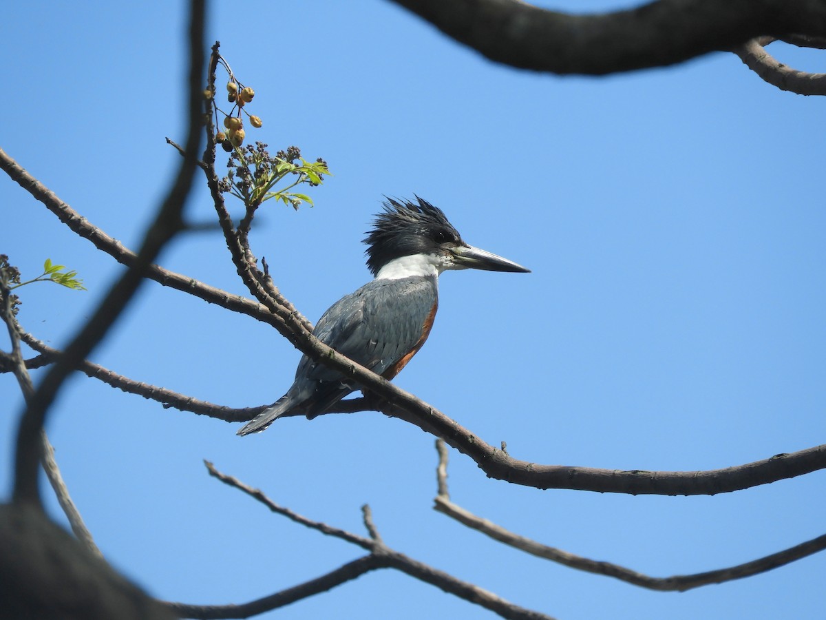 Ringed Kingfisher - ML372840391