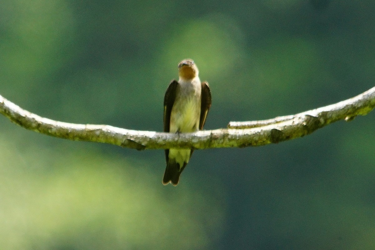 Southern Rough-winged Swallow - ML372842491