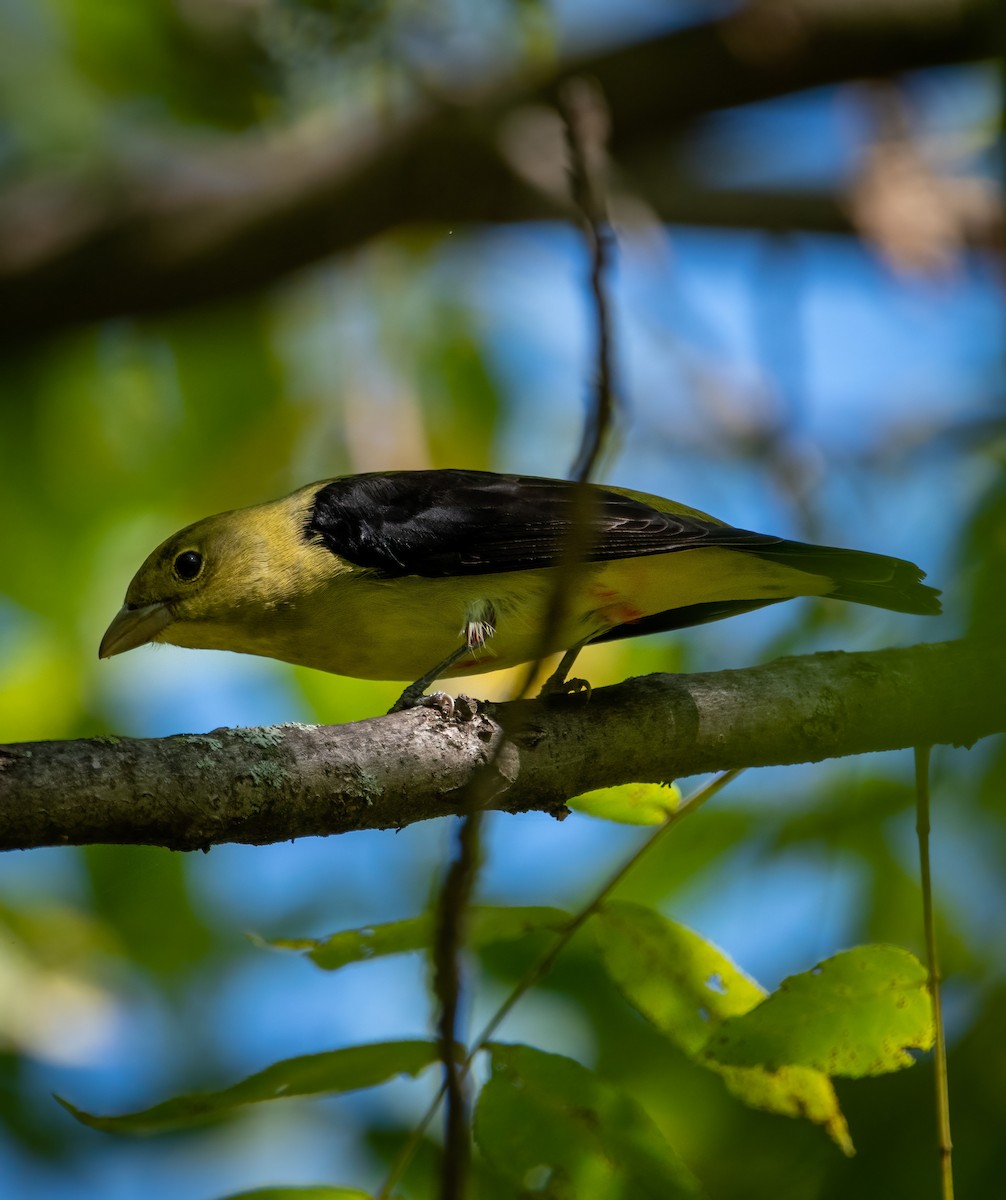 Scarlet Tanager - ML372842551