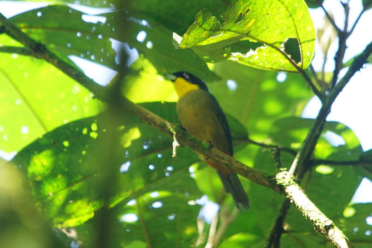 Yellow-throated Tanager - ML372843161