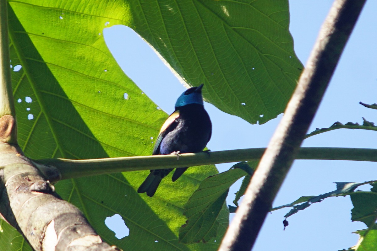 Blue-necked Tanager - ML372843271