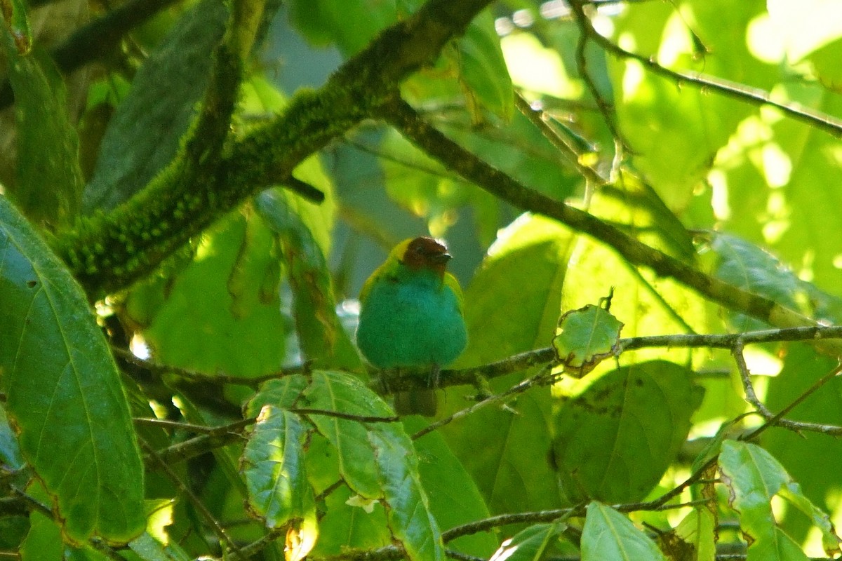 Bay-headed Tanager - ML372843651