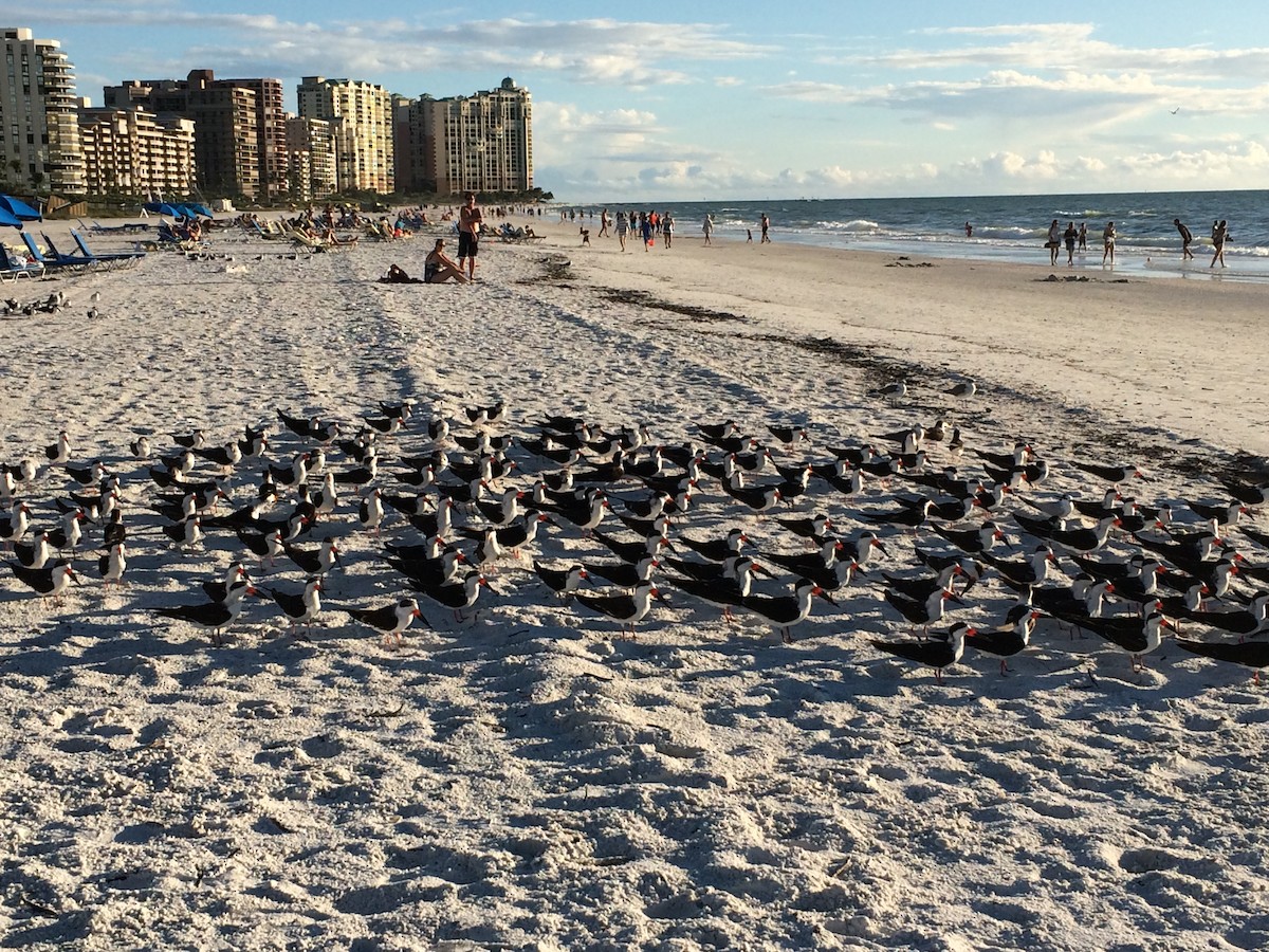 Black Skimmer - ML372845331