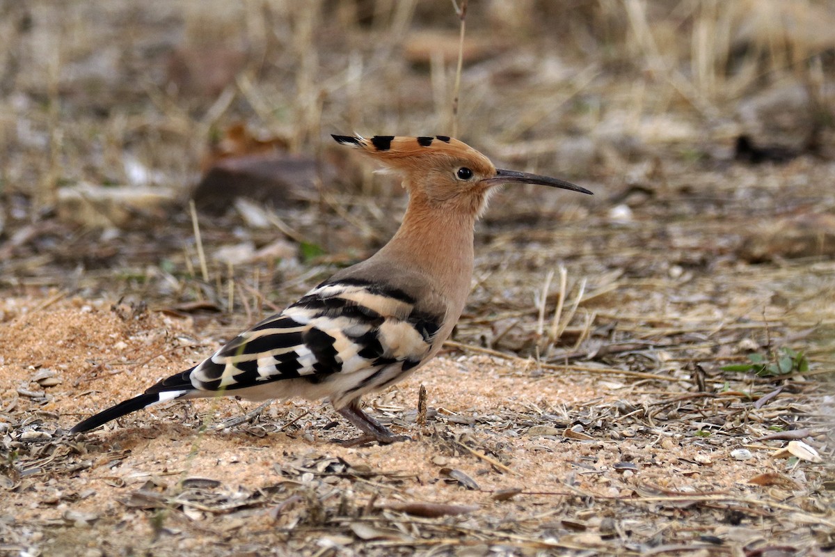 Eurasian Hoopoe - ML372845411