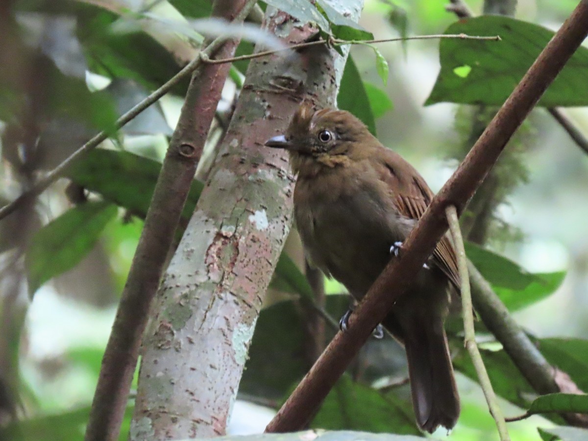 Brown-winged Schiffornis (Brown-winged) - ML372846191