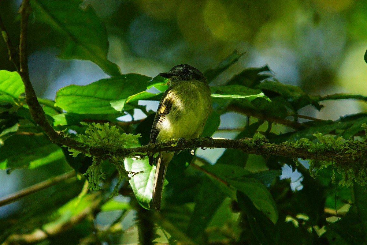 Slaty-capped Flycatcher - ML372848641